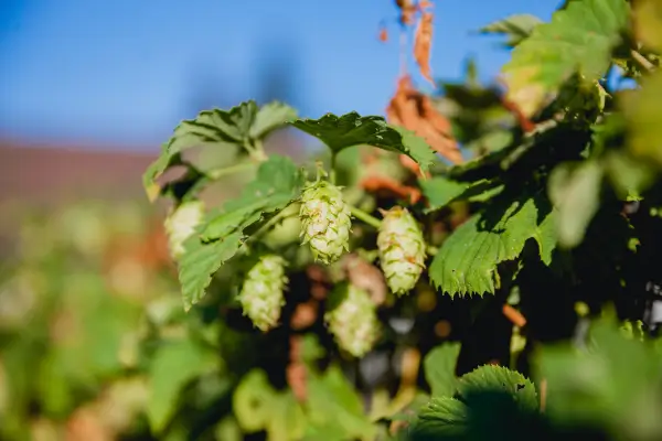 1_1 A Ciência por Trás da Cerveja: Maltes e Lúpulos